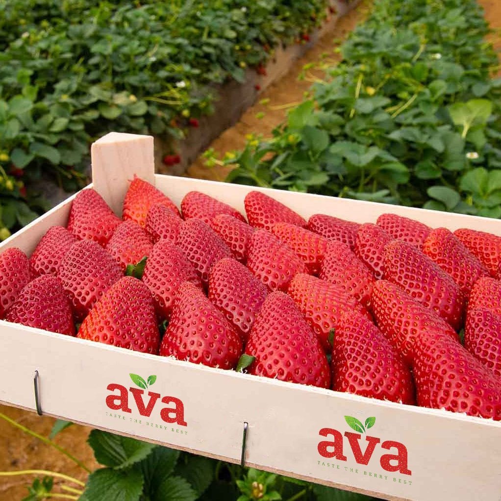 Our Work Your Success AVA Berries BIG